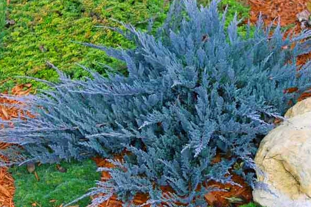I9-Jalowiec-BLUE-CHIP-Juniperus-horizontalis