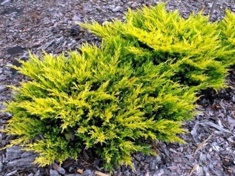 Juniperus-horizontalis-Jalowiec-plozacy-Limeglow_[126855]_480