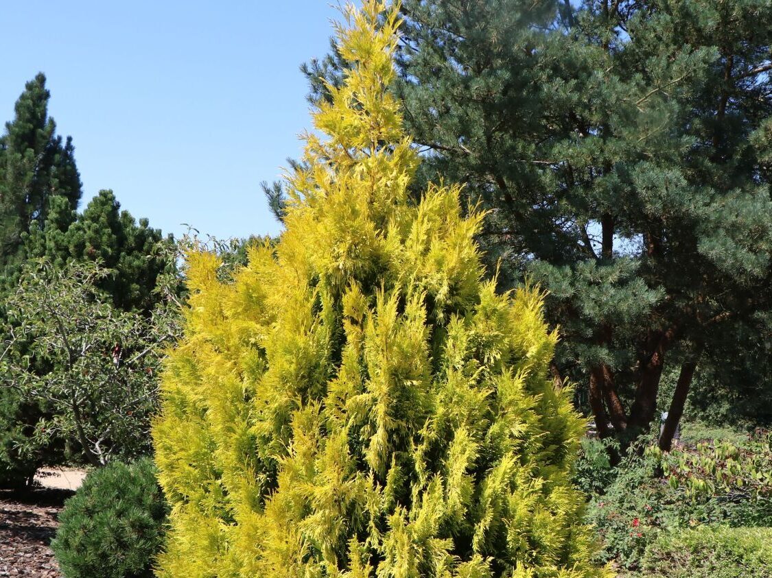 Großer Lebensbaum 'Goldy’ ® (S) – Thuja plicata 'Goldy’ ® (S)