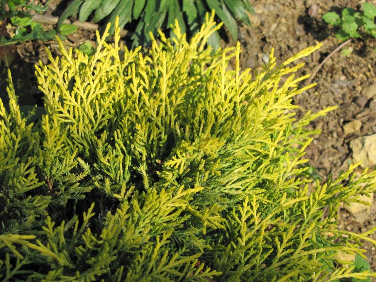 jalowiec-pfitzera-golden-joy-juniperus-pfitzeriana-9