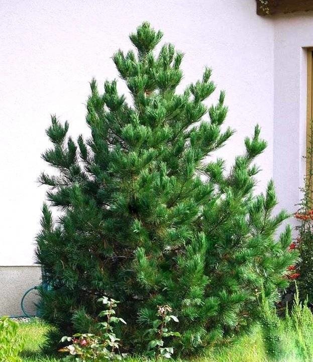 pol_pl_Sosna-rumelijska-Pinus-peuce-11369_1