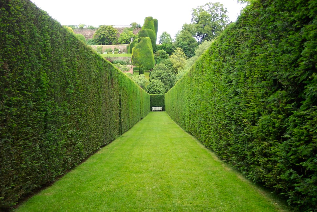 powys_castle_garden_hedge
