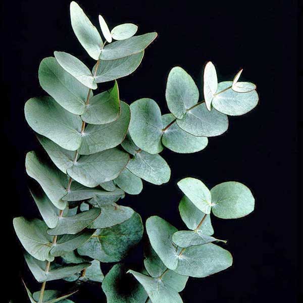 eucalyptus-cinerea-foliage